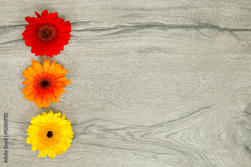 Gerbera