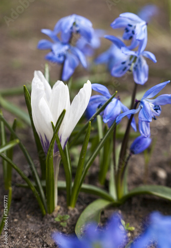 White crocus and blue Scilla flowers