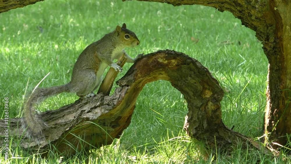 Grey squirrel on the old arched branch of tree lying on the grass.Cautious wild animal stands still for a moment, then marks its territory with few drops of urine and runs away Grey squirrel on the old arched branch of tree lying on the grass.Cautious wild animal stands still for a moment, then marks its territory with few drops of urine and runs away