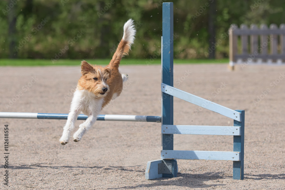 Kromfohrlander jumps over an agility hurdle
