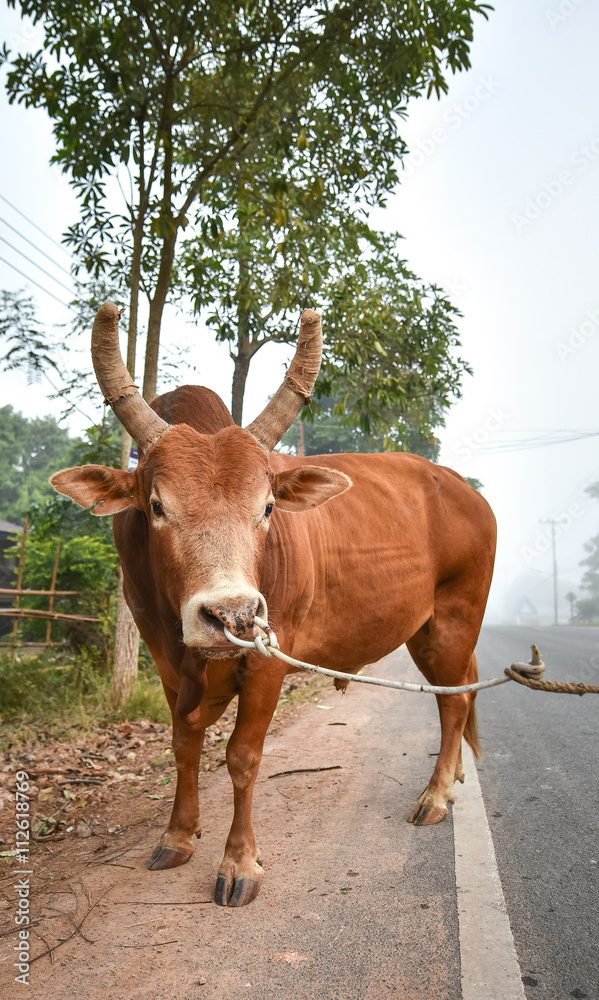 Banteng or Red Bull, fighting bull Banteng or Red Bull, fighting bull