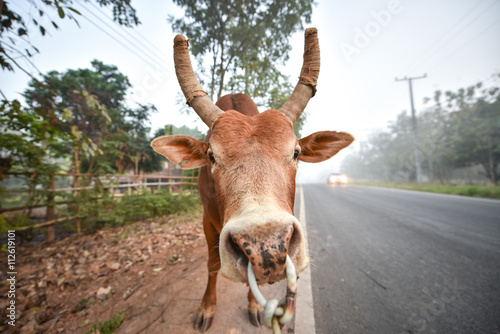 Banteng or Red Bull, fighting bull