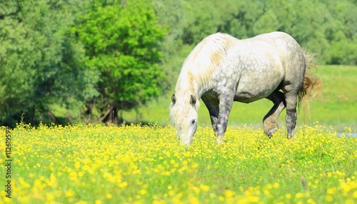 Horse on the meadow