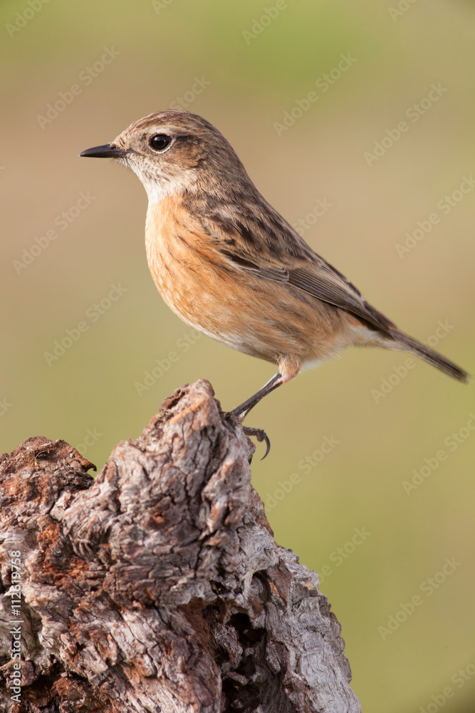 Fototapeta premium Beautiful wild bird perched on a branch