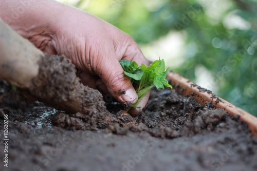 Planting saplings photo