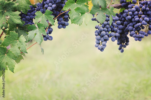 blue grape in harvesting time
