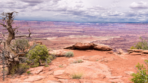 Utah Juniper, White Rim Overlook Trail, Canyonlands National Park, UT © Steve Lagreca