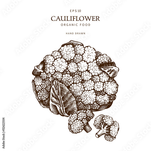 Hand drawn cauliflower illustration. Cabbage with leafs, cabbage head, half of cabbage, cabbage curd. Organic food illustration. Vintage vegetables set.