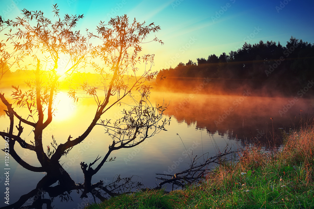Lonely tree growing in a pond at sunrise Lonely tree growing in a pond at sunrise