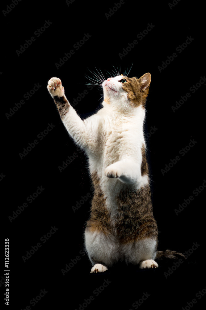 Brown and white kitten standing on his hind legs isolated on black