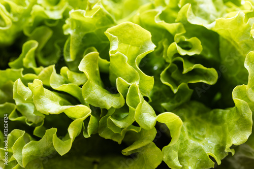 texture of fresh lettuce