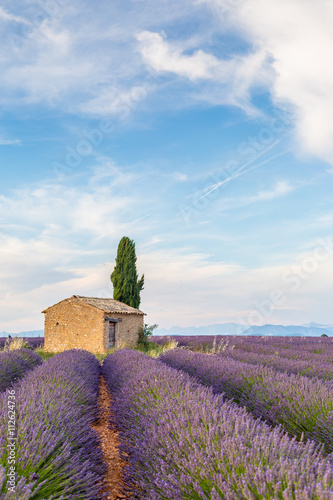 Provence, Lavender field with flowers in Valensole Plateau