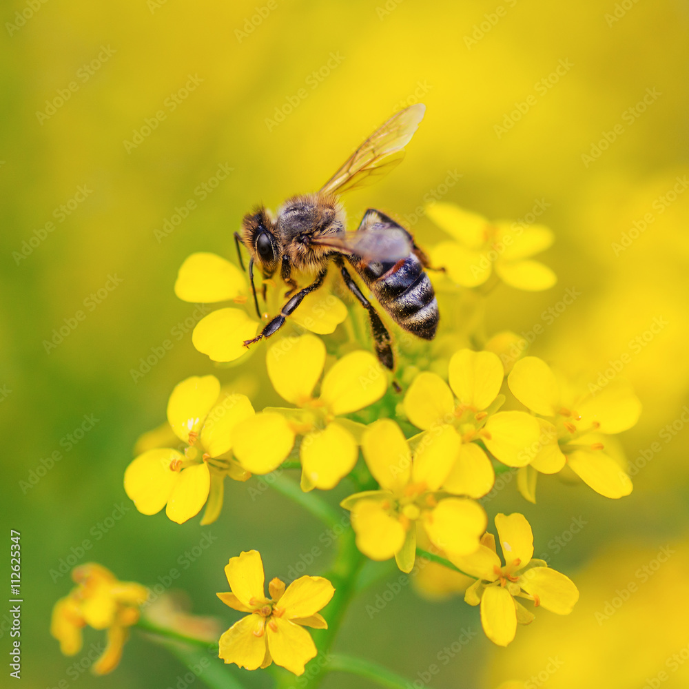 Bee Bee