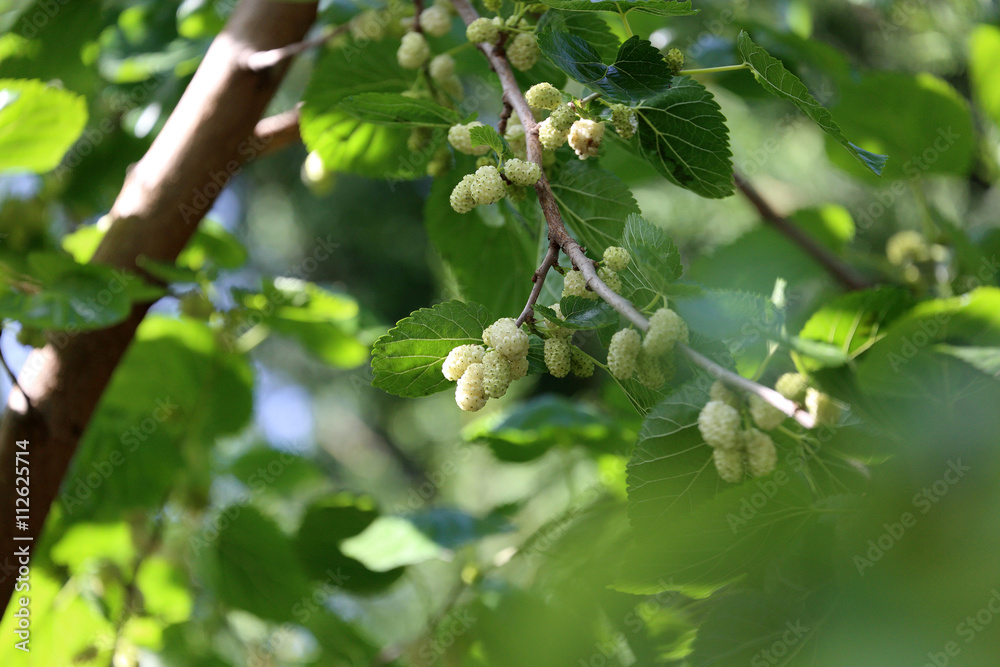 Fototapeta premium Mulberry Branch