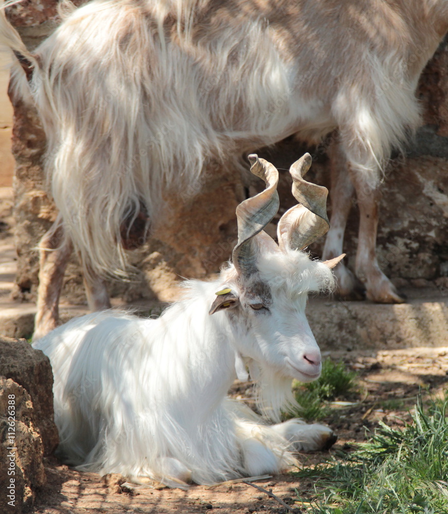 Obraz premium capra tibetana