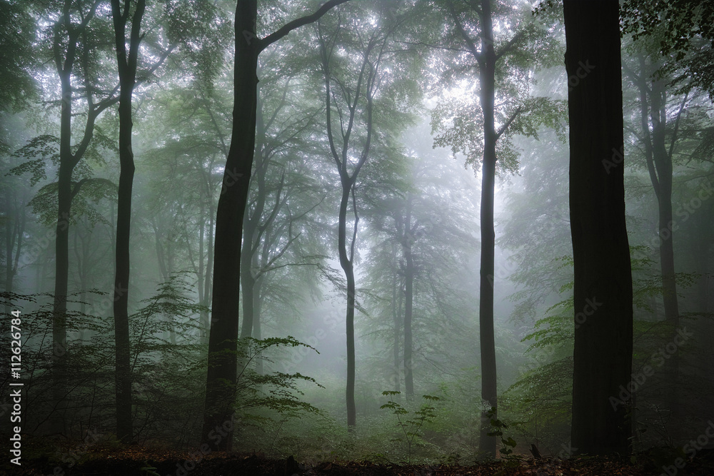 Obraz premium Buchenwald, Nebel