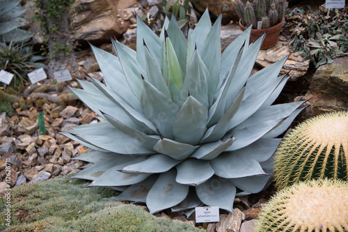 Agave im Botanischen Garten photo