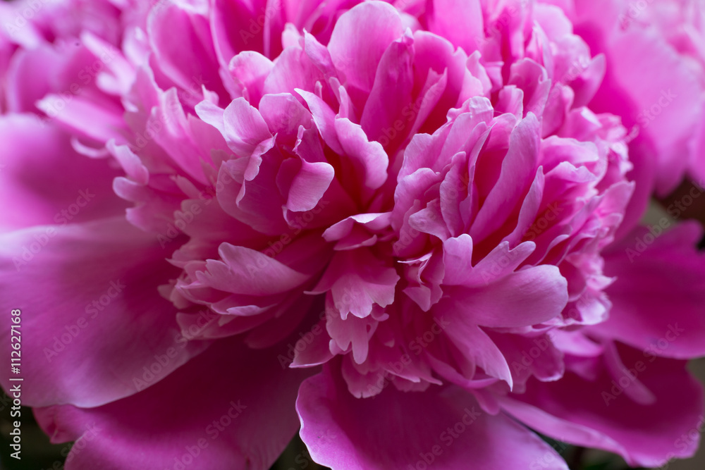 Closeup of beautiful pink peony. Nice background Closeup of beautiful pink peony. Nice background