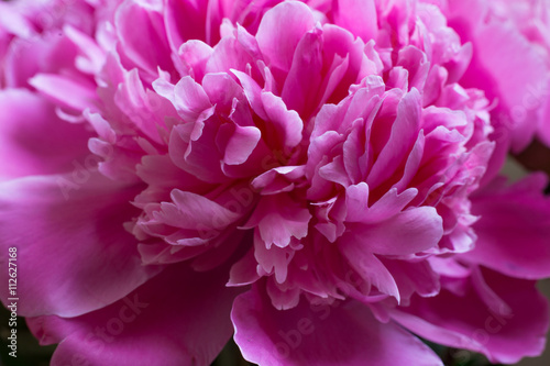 Closeup of beautiful pink peony. Nice background © Viiviien