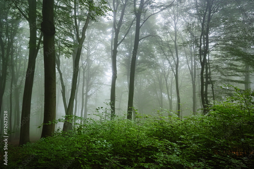 Obraz premium Laubwald, Nebel