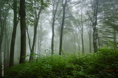 Laubwald  Nebel