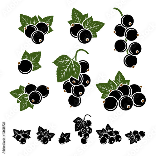 Fotografie Black currant set. Vector