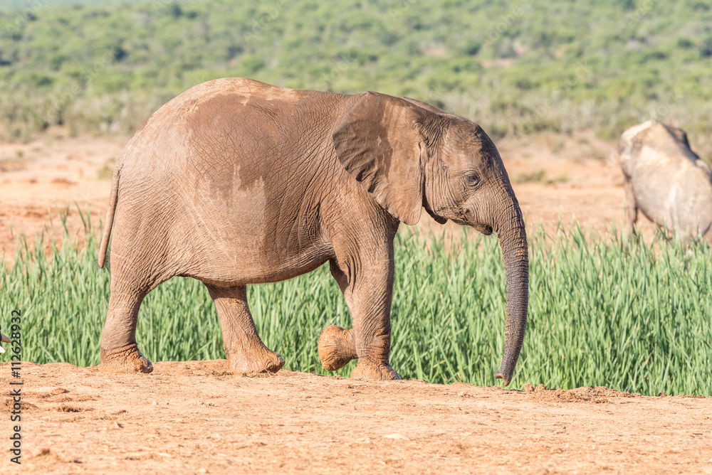 Elephant calf walking Elephant calf walking