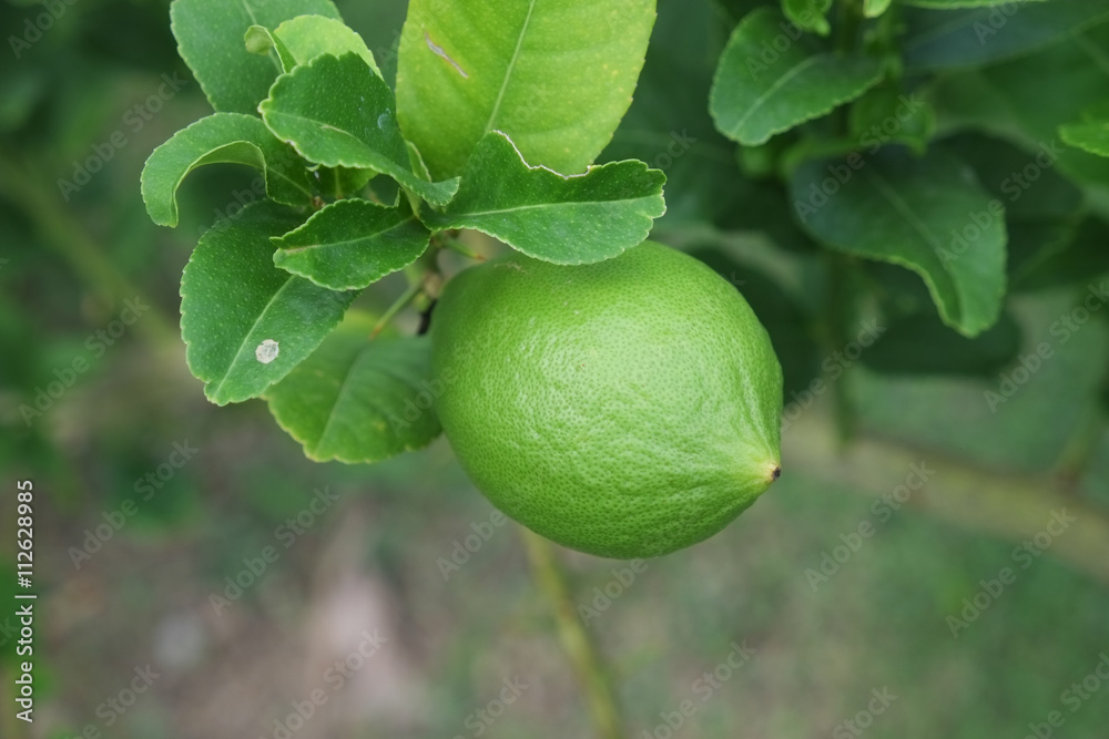 Lime fruit, Lime green tree hanging from the branches of it