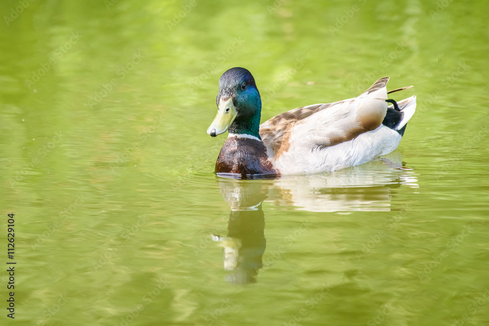 Fototapeta premium Wild Male Duck Swimming On Water