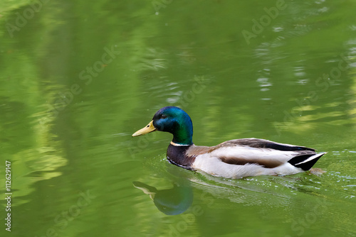 Wild Male Duck Swimming On Water