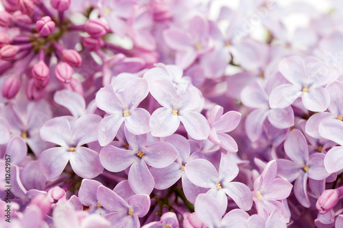 flowers of lilac macro photo background