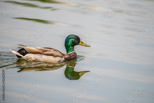 Wild Male Duck Swimming On Water