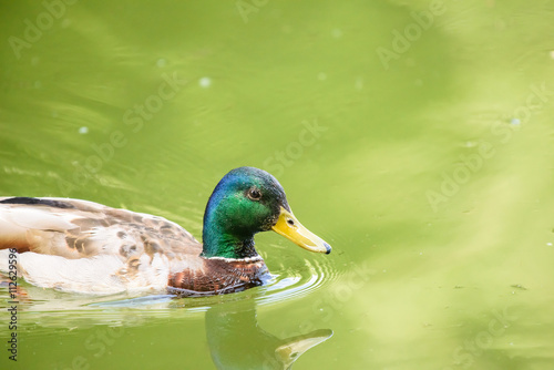Wild Male Duck Swimming On Water