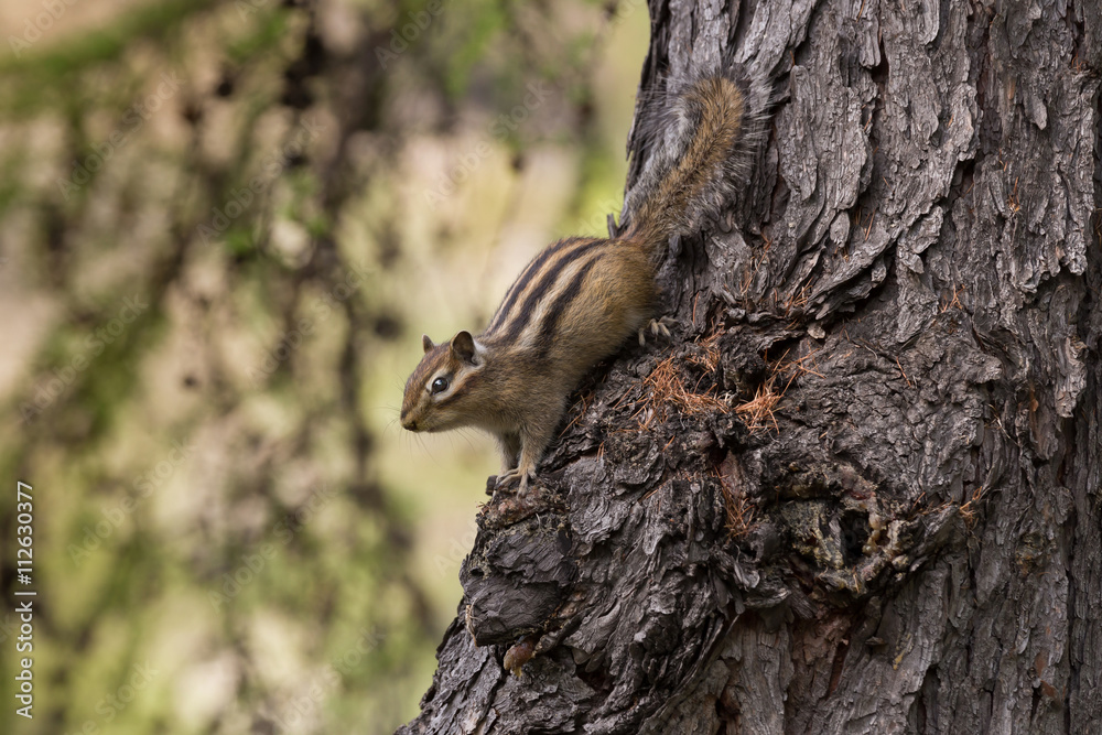 chipmunk  on a tree trunk