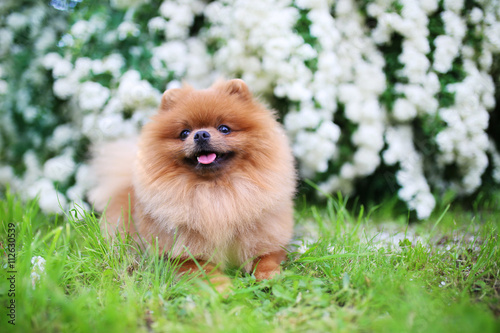 Fototapeta Naklejka Na Ścianę i Meble -  Beautiful dog. Pomeranian dog near blossoming white bush. Pomeranian dog in a park. Adorable dog. Happy dog