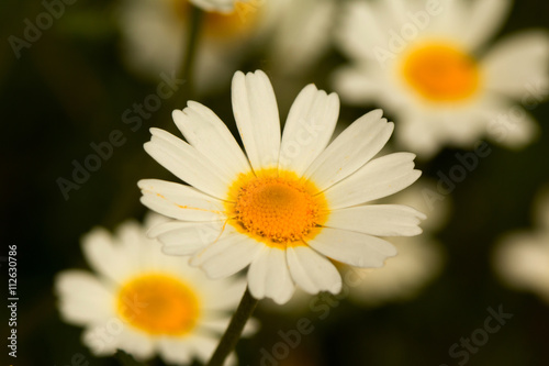 Macro of wild daisies in the field