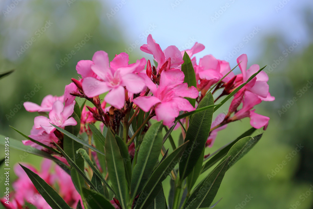 Pink oleander flowers Pink oleander flowers