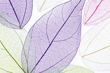 Papier peint photo Nervures de feuilles Skeleton leaves isolated on white  © Africa Studio