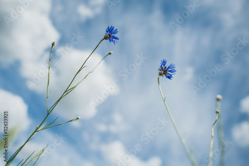 Cose up of blue cornflowers, growing in a field
