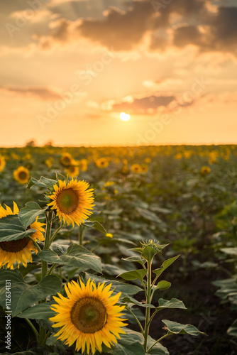 Fototapeta Naklejka Na Ścianę i Meble -  Sunflowers on the fields