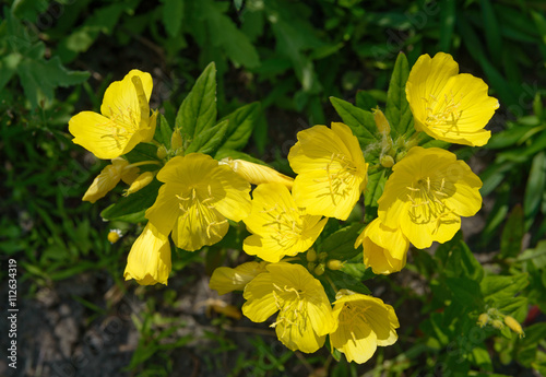 Close-up of bright yellow Oenothera flowers are in sunlight.