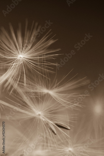 Dandelion parachutes by the wind on a white background
