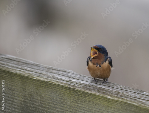 Fotografie Barn swallow (Hirundo rustica)