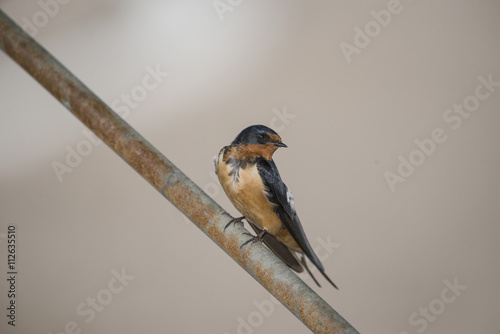 Cuadro en lienzo Barn swallow (Hirundo rustica)