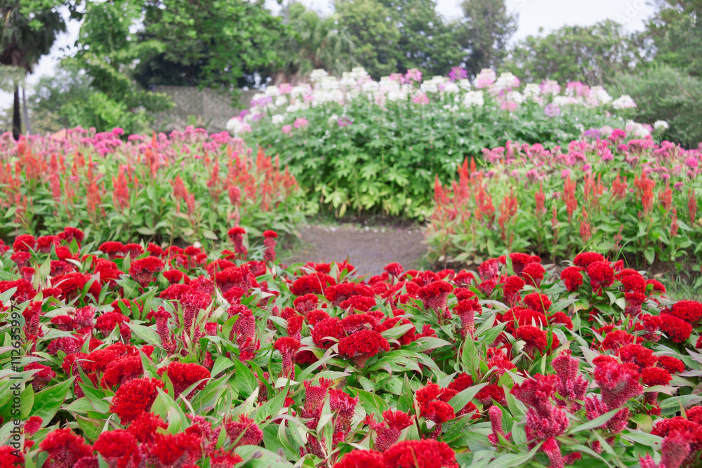 Cockscomb flower or Celosia cristata flower in the garden . Cockscomb flower or Celosia cristata flower in the garden .