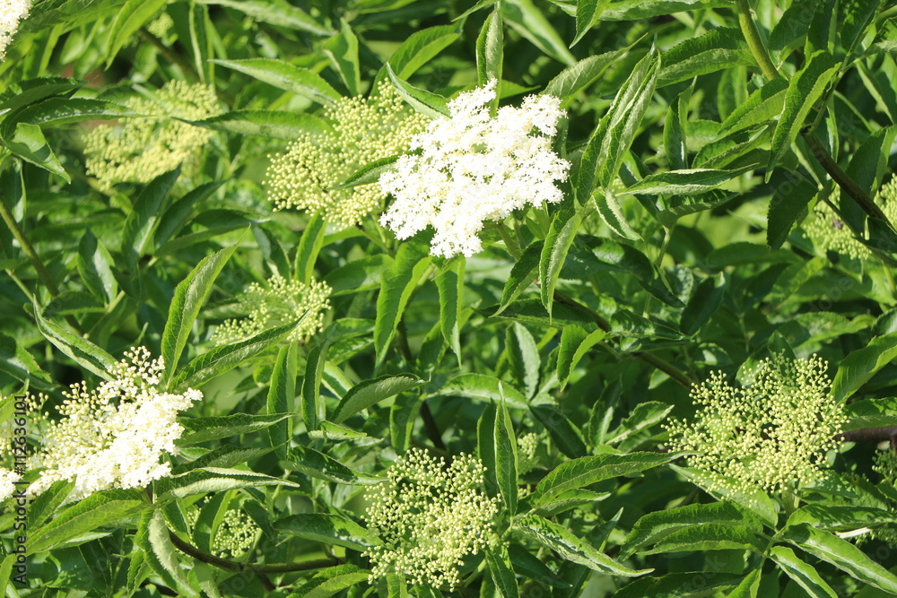 Blühender Holunderbusch, Sambucus nigra, Heilpflanze, weiße