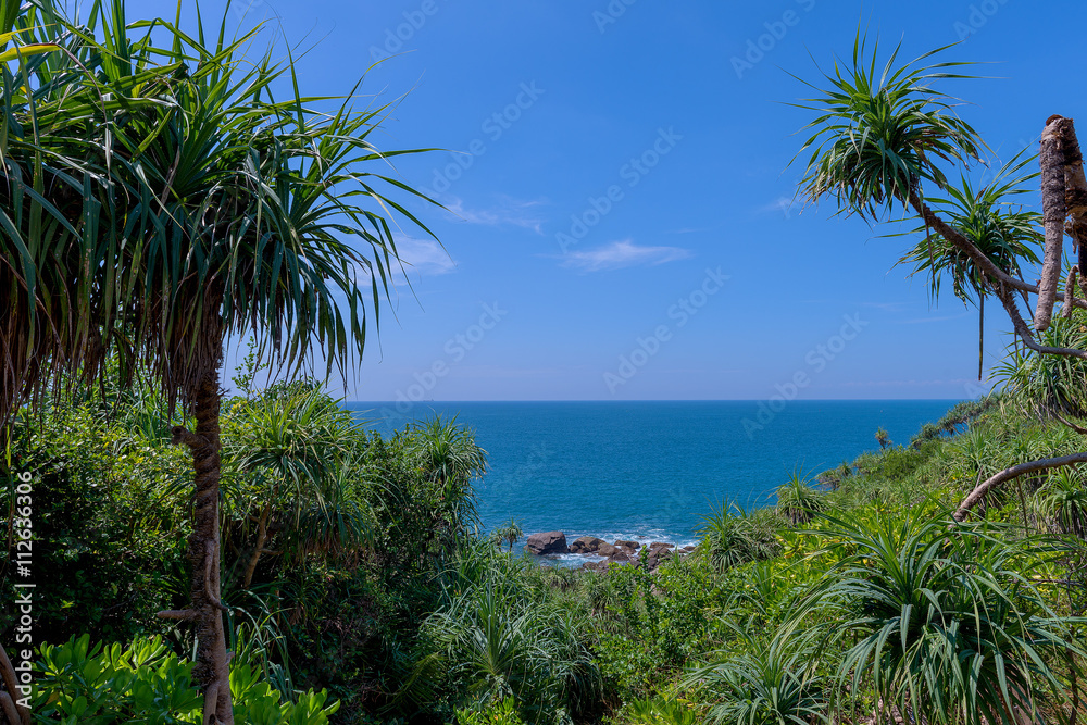 Panorama Jungle Panorama Jungle