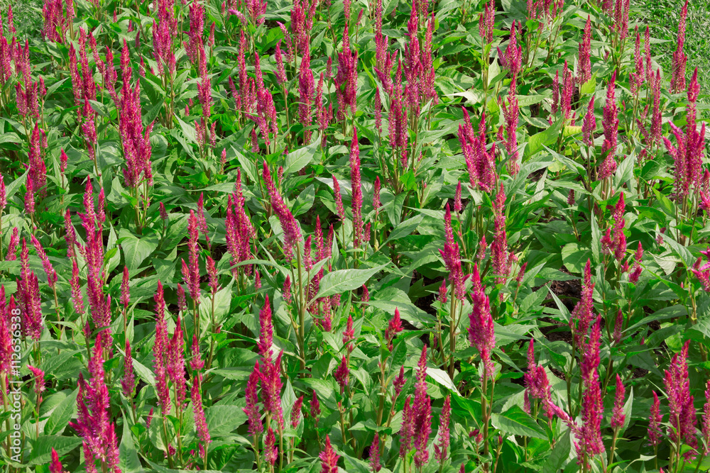 Cockscomb flower or Celosia cristata flower in the garden . Cockscomb flower or Celosia cristata flower in the garden .