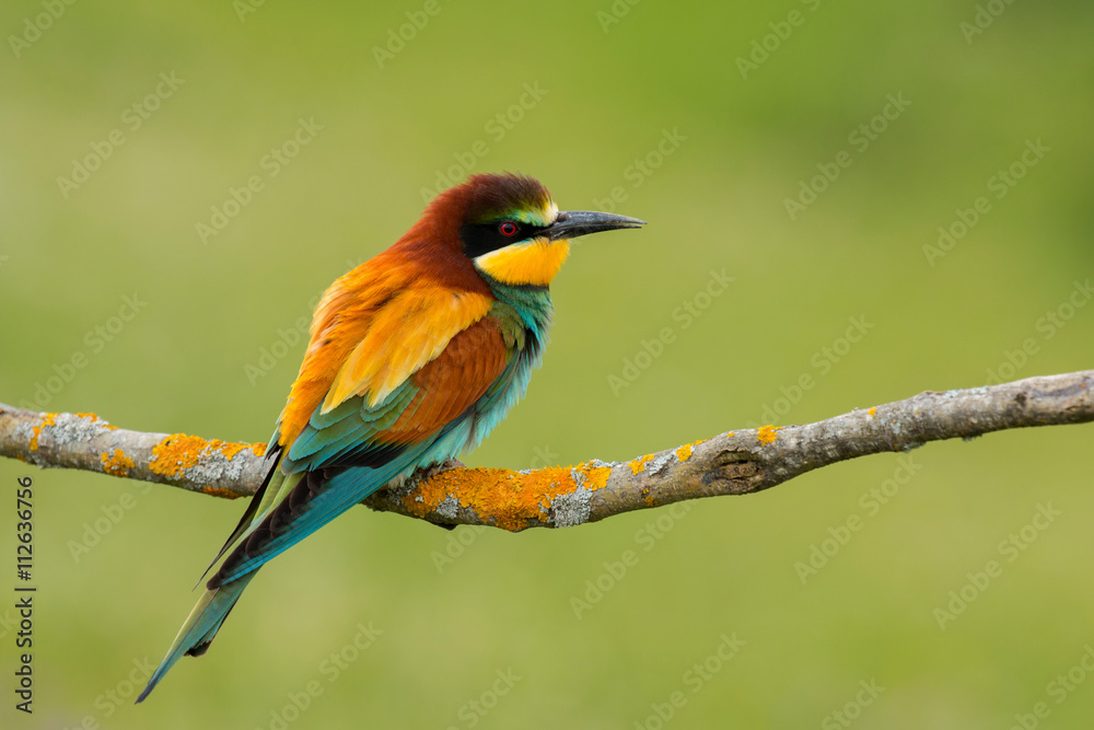 Fototapeta premium Small bird with a nice plumage