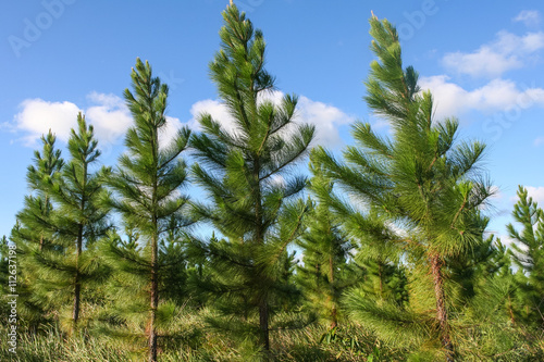 Group of bright green pine trees in forestry plantation with blue sky. Australia.